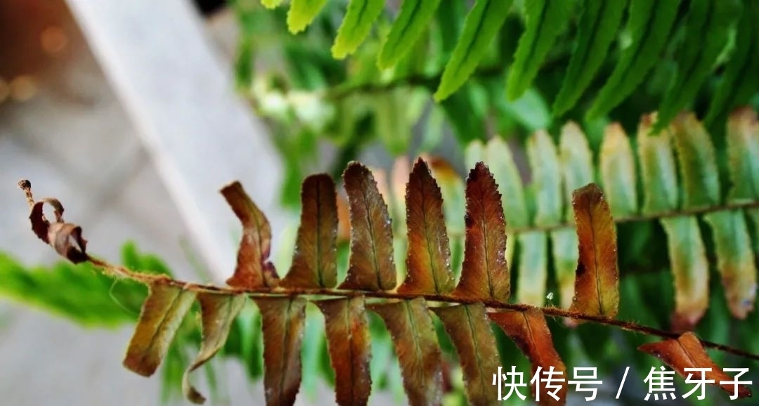 观赏蕨类植物叶子发黄的6大原因,黄叶的症状和解决方法
