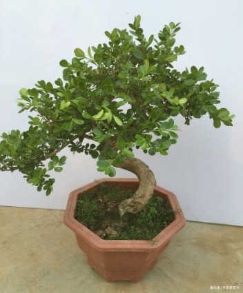 什么绿萝、发财树都不如“2种树”，养人又旺财，1-2年成盆景