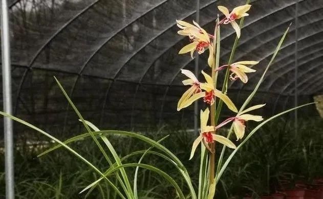 养好兰花的口诀，书本上学不到的经验，喜欢就收藏吧