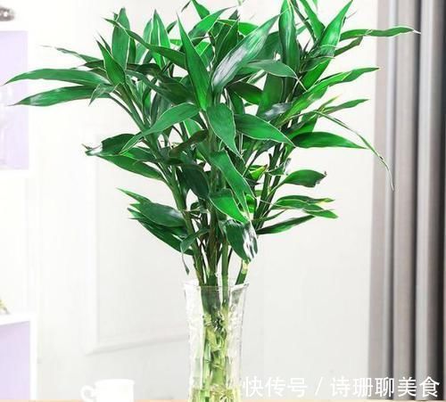 冬天，想要保花草“0伤亡”，不能光凭搬入室内，还得做到这些