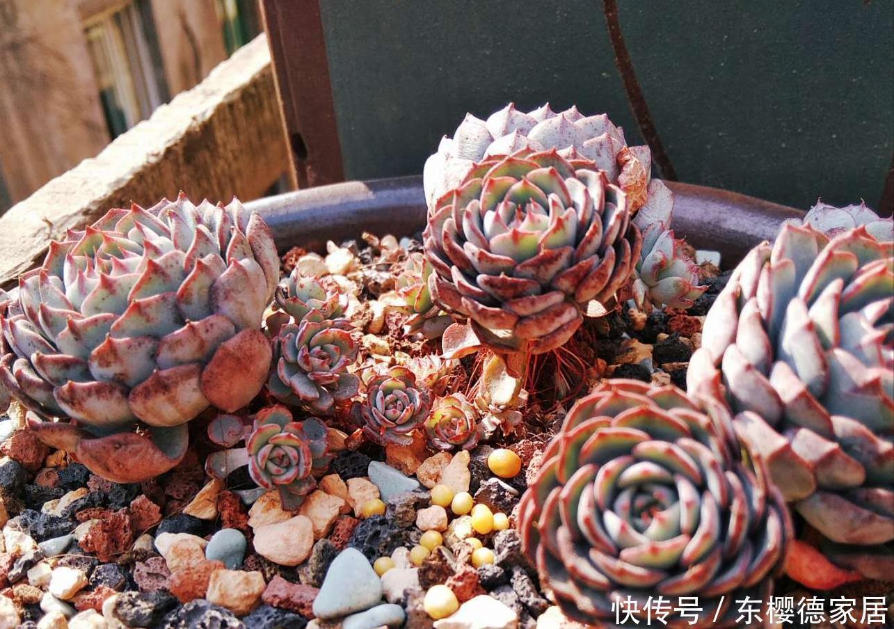 多肉要“死翘翘”?先给你3个“信号”,看不明白?就没救了
