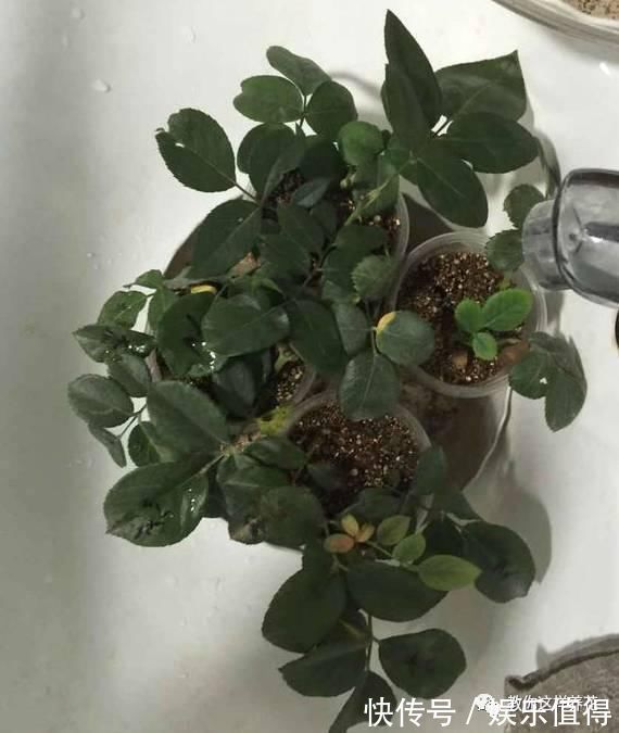 扦插|学会这种扦插法,2周生根,插什么活什么,太简单了!