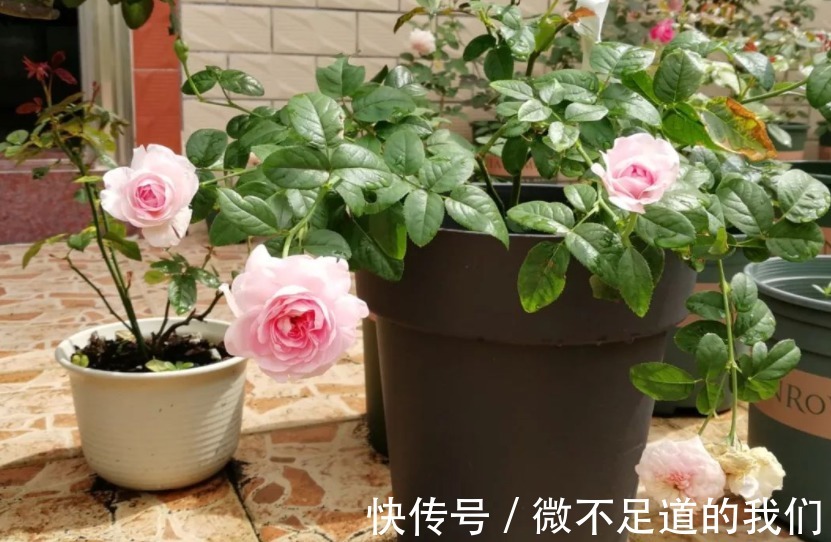 它们是有着“花中皇后”称号的月季,却又被赞誉为“仙女”