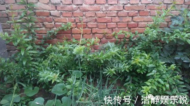 压弯枝|1种果树剪根枝,插土里就活,当年就能挂果,压弯枝!