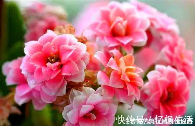 修剪|长寿花花后养护很重要,3件事越早做越好,下次开花准爆盆