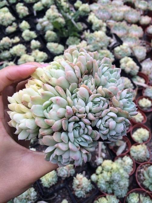 出缀化感|多肉没状态，三动作“虐一虐”，催出缀化感，养成老桩值上万块