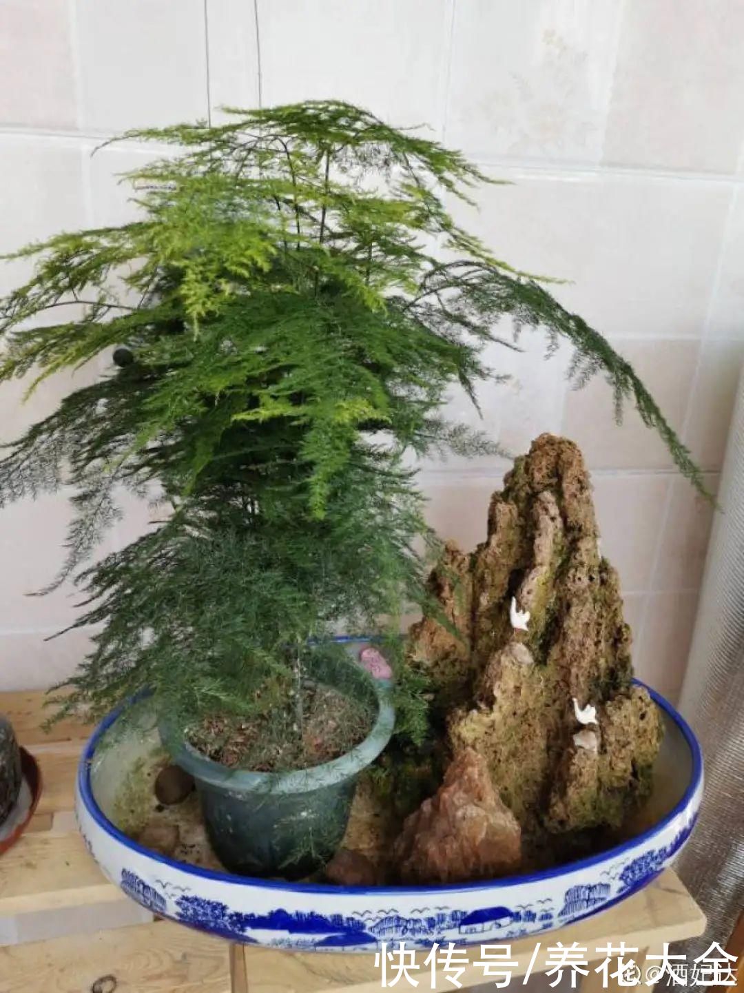 给花浇水掺点白醋，植物根比萝卜还粗，健壮不黄叶