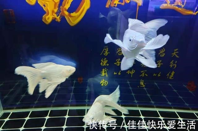 新鱼入缸后,为什么有些鱼一进入鱼缸,直接就躺下了!