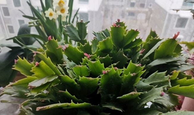 花苞|蟹爪兰迎来花期,养护避免“4个动作”,花苞一个不落,越开越美