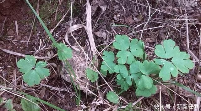 此野草,名为“千年老鼠屎”,请辨认草本,块根840元一斤