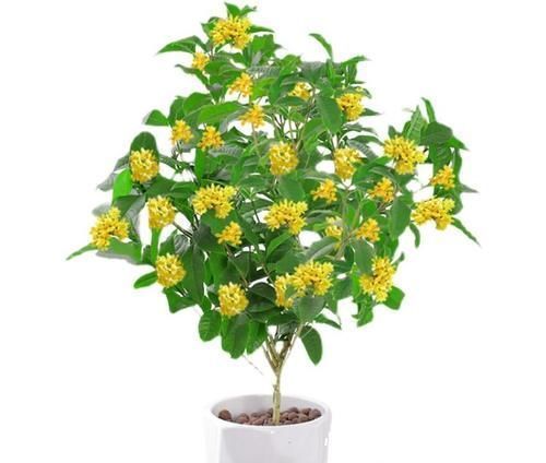 养人|这五种花摆放在家里，娇艳高贵又芬香，净化杀菌还养人