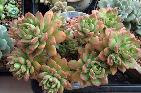 盘点10种“容易度夏”多肉，南北方花友，随便选、随便养