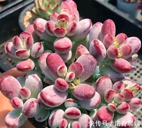 多肉达人给你推荐几款多肉,便宜好养容易出状态,适合新手!