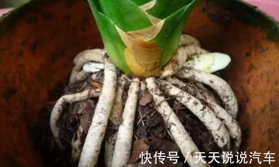 君子兰换盆做好5点,服盆快不烂根