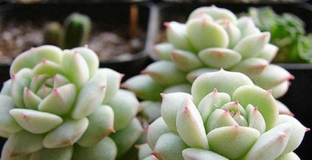 多肉|养多肉，天热是“一道坎”这3种好养护，度夏0压力