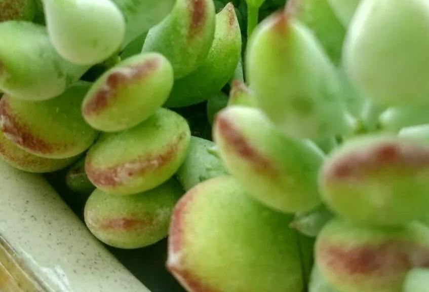 6条实用小经验,让你的肉肉安然度夏