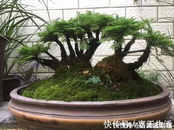 青苔|马路边常见“3种草”，养花盆里变“盆景”，好看又值钱！