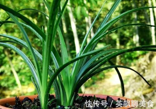 促使兰花发芽的方法，离不开3个要素，20天就见效