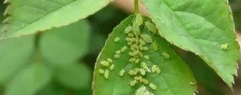 溶液|家中养花,这5毛钱的小东西别乱丢,能让花蹿到2米高,你知道了吗