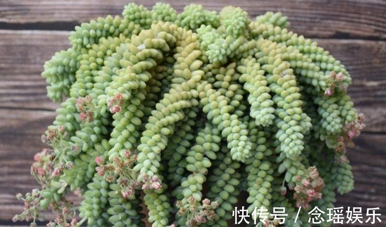 吊盆|7种多肉适合“吊着养”,枝条“流出”花盆,养出状态最美