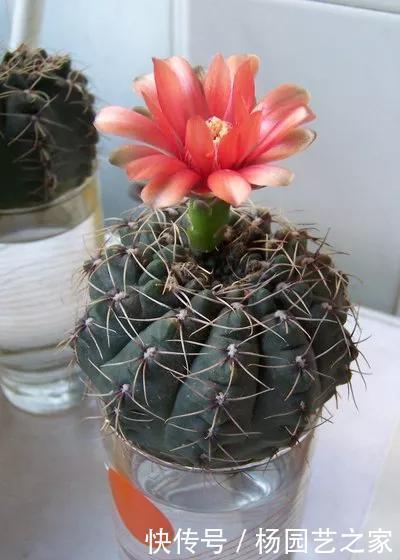 养这花不用太讲究,浇点水扔阳台,整个夏天都爆盆