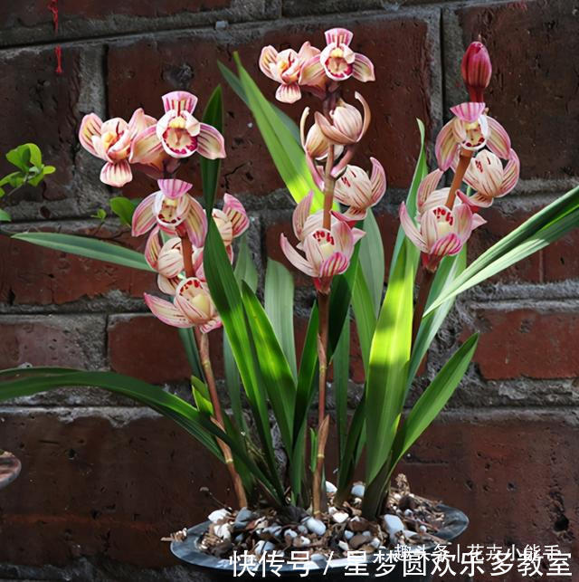此兰花“缺点”就是太爱开花,一年365天不休息,香味扑鼻又好养
