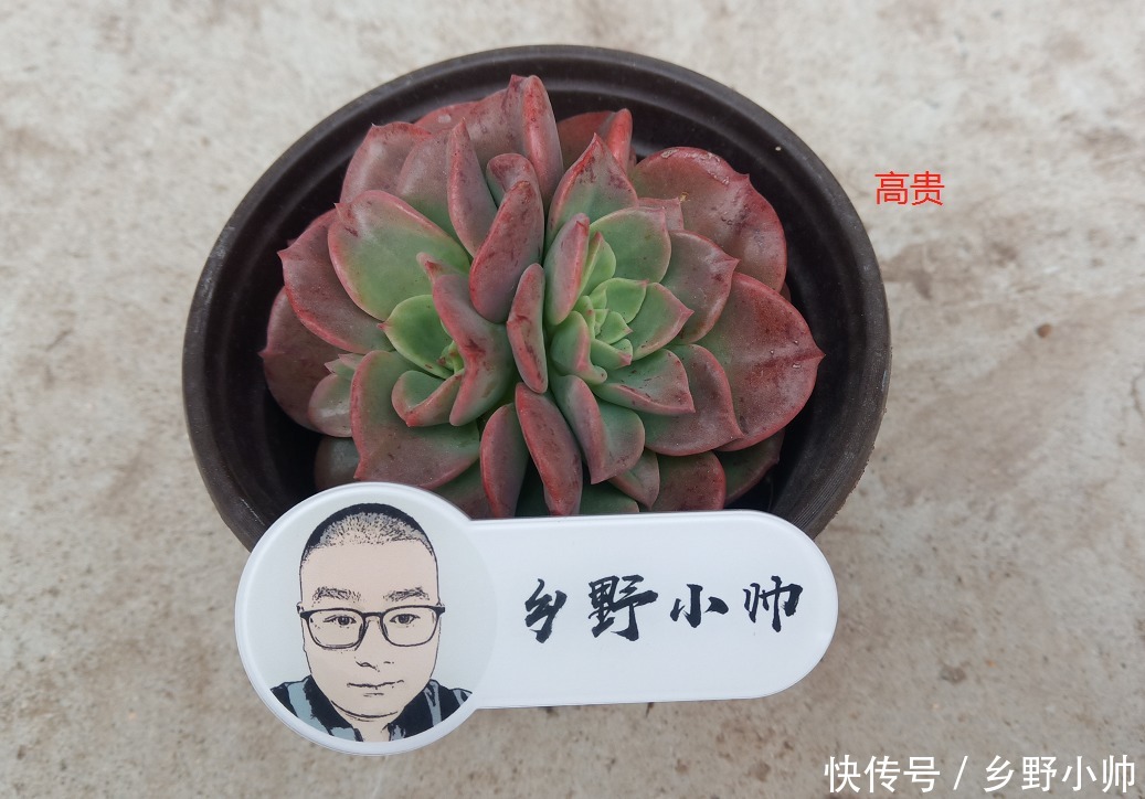 春末夏初雨季将到来,多肉淋雨后注意做好这几点,肉肉才能状态好