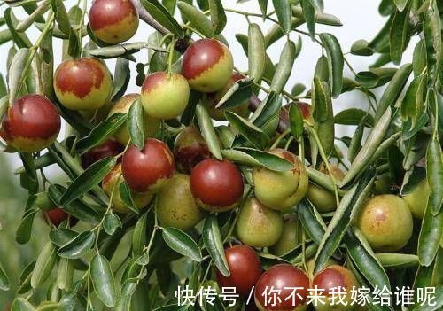 养花|院子阳台不要瞎养花,推荐几种树,果子好吃还能添福