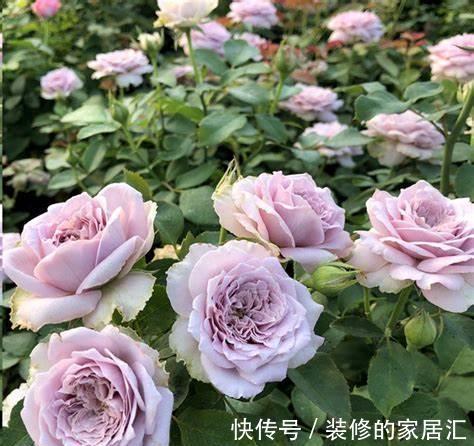 虞美人|养花试试这几款,芬芳文雅,是送给母亲的花