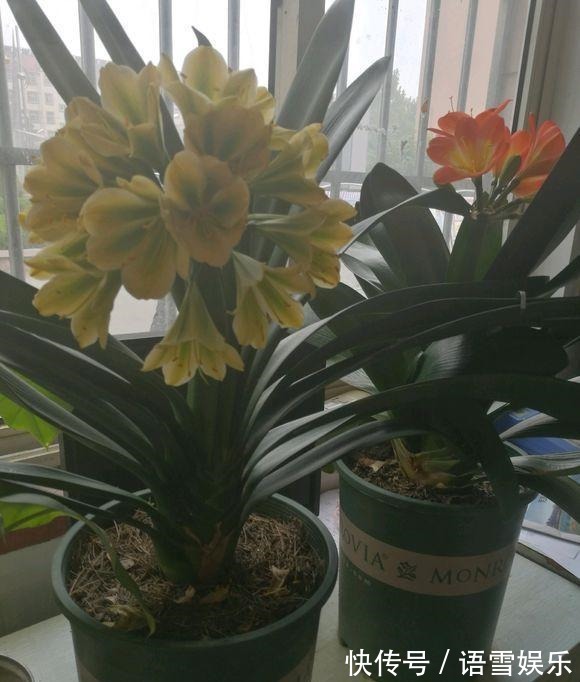 浇水|把这种“石头”扔盆里,君子兰不再烂根,1年开花三四次!