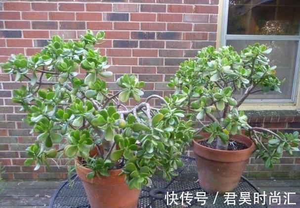 居家自制肥:别光盯着淘米水了,用它们做花肥,营养价值更高