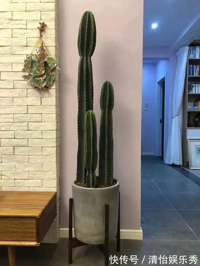 养护|8种“丑花”,个个都有好兆头,家里养几盆,镇宅吉祥,越养越爱