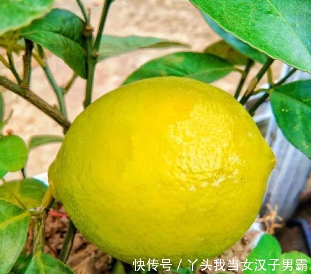 6种花净化空气效果好,放卧室特养人,睡得还香!