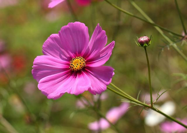 养花就养盆耐热花，好养易活爆盆简单，四季开花不断，漂亮极了