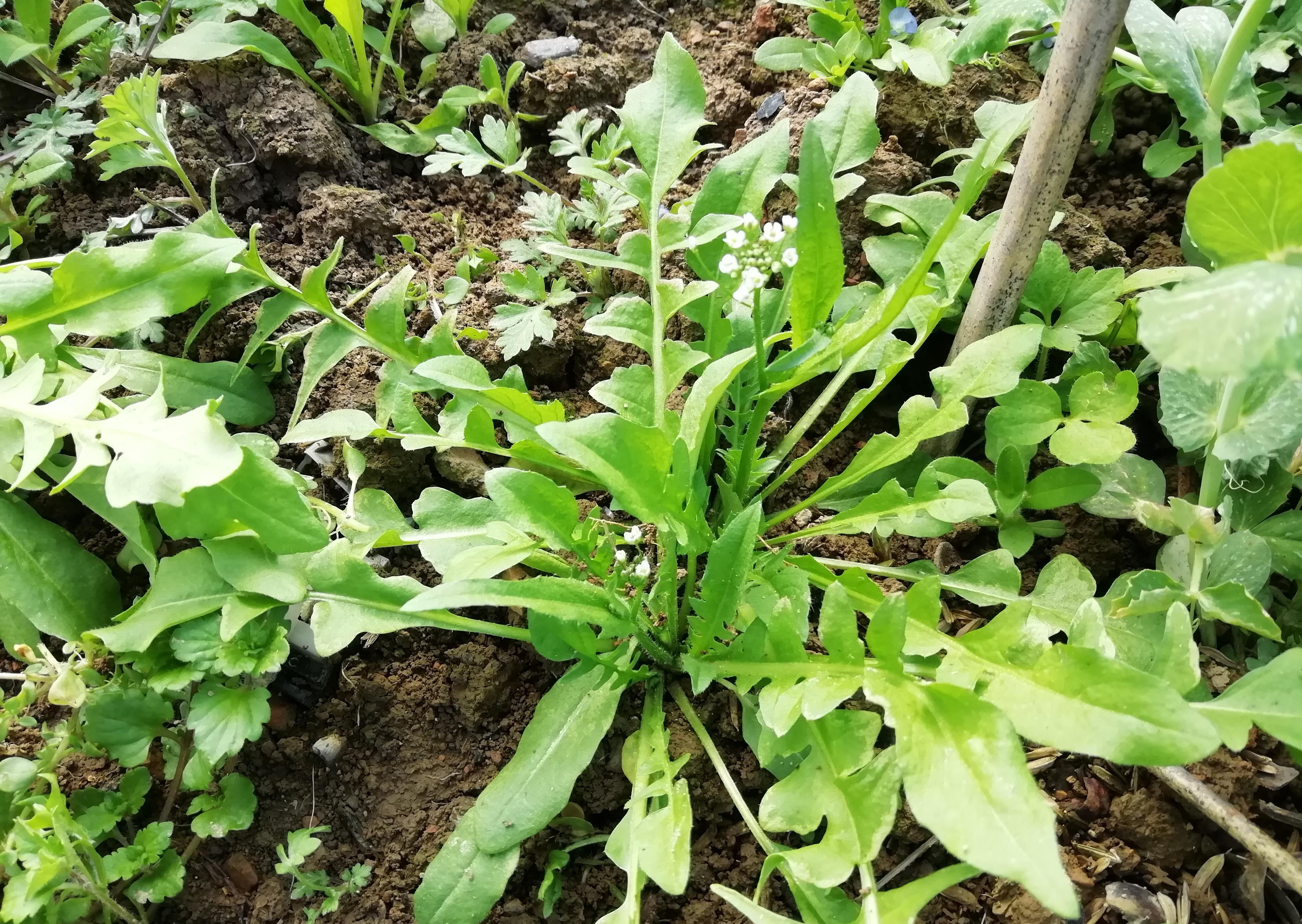 秋季，吃白菜不如吃此菜，多买些焯水放冰箱保存，随吃随取特省事