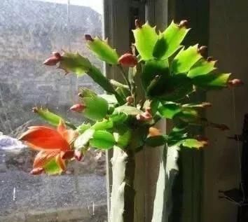 仙人掌|家庭养蟹爪兰,一个“小窍门”,不怕热,不怕冷,一年到头都开花