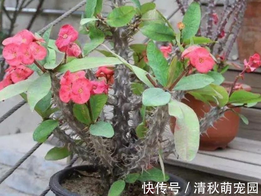 怎么让虎刺梅一年四季开花?家庭盆栽掌握住3点,满树花形如蝴蝶