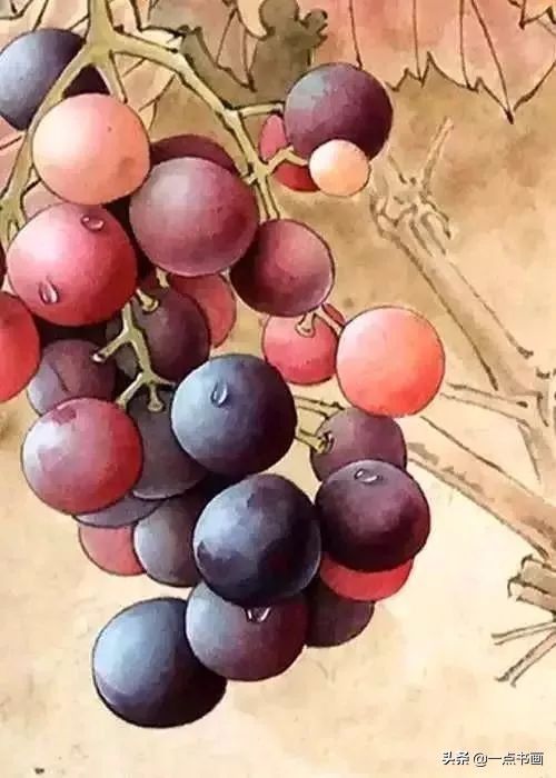 工笔#《葡萄秋蝉图》工笔绘制步骤