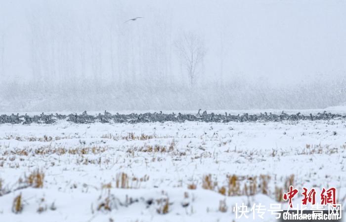 谷宝臣|暴雪至雁南飞 中俄交界候鸟加速迁离