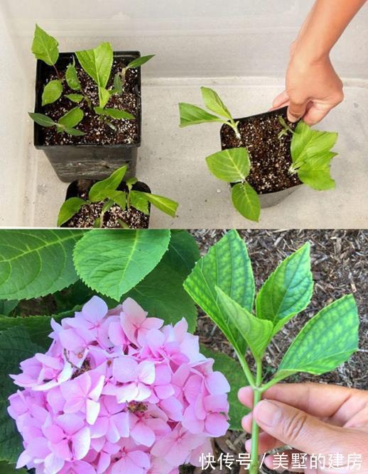 太阳花|6种“漂亮花”，七月快扦插，38度下，越热越生根，繁殖几十盆