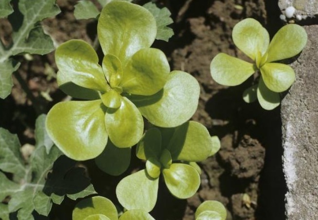 马齿苋|有了白头发不要烦!马齿苋加一宝,白发变黑发,半月后还有大发现