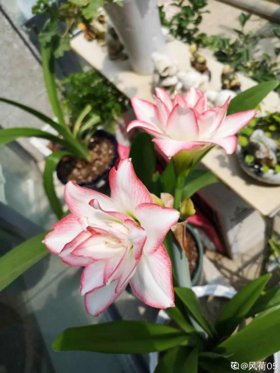 扦插|不用扦插,养花1盆变10盆,把根一掰,成活率翻倍!