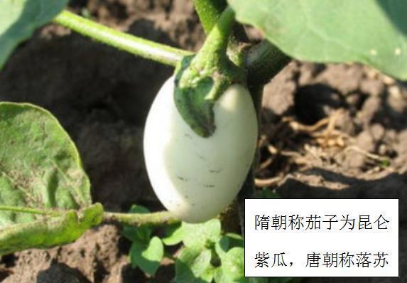 茄子起源本土并不是,它背后隐藏着几千年的历史文化!