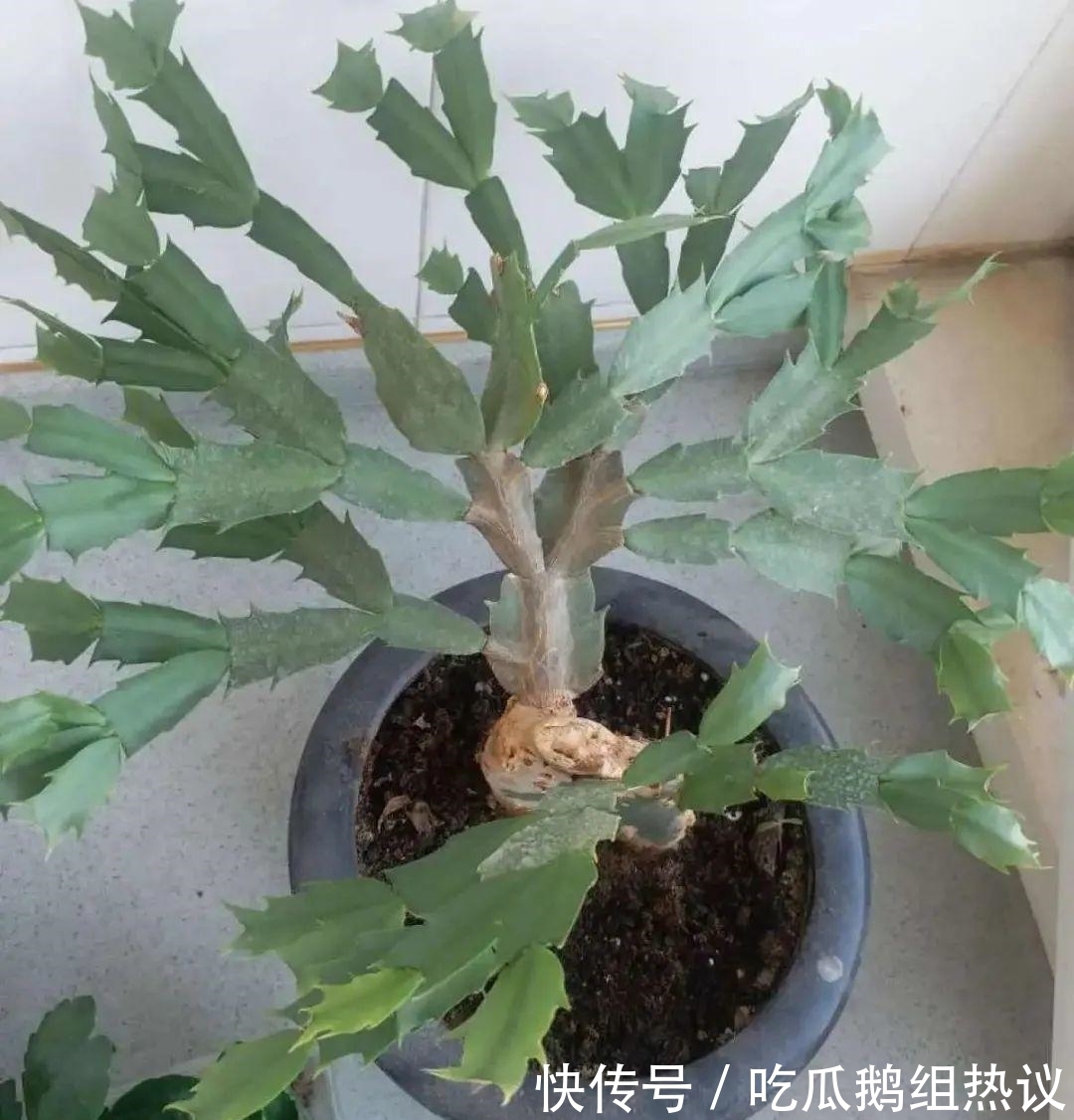 种花|9种花，夏天休眠了，一定少浇水，否则越浇越死