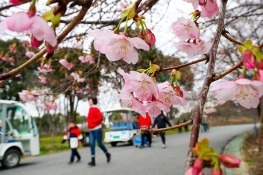 老年|年还没过完，上海顾村公园的早樱已经开了……