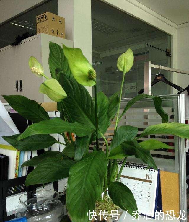 白掌开绿花，是一件事没做好，赶紧看看你犯了没