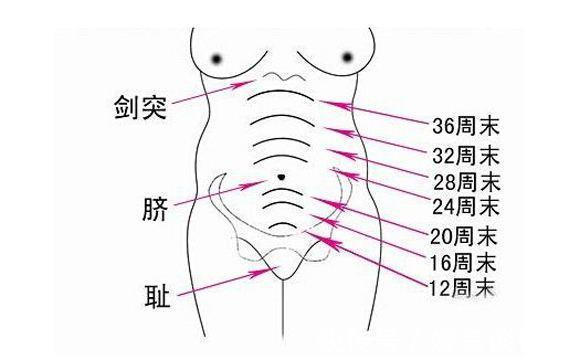 怀孕|怀孕后，身体有一些“反应”，说明胎儿发育很好