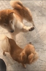 |搞笑GIF: 姑娘你好皮 是不是刚才不小心掉进水里面了