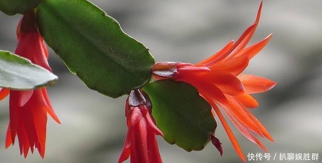 叶片|喂点“甜水”,蟹爪兰不烂根不黄叶,还开满盆花