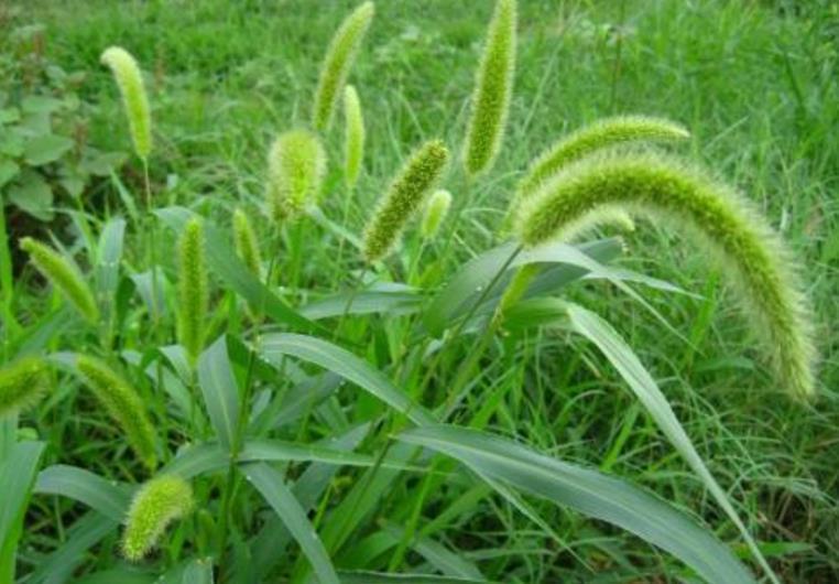 狗尾巴|农村遍地都是的“狗尾巴草”,治腿疼有奇效,积液少了腿疼好了